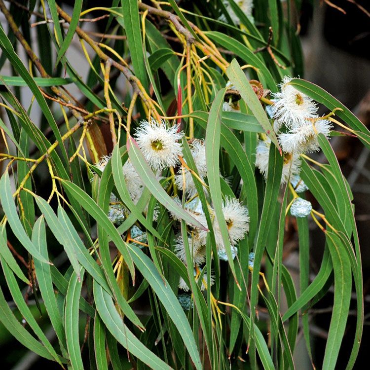 Eucalyptus globulus kristalia angela quattrocchi cristalloterapia aromaterapia oli essenziali persone efficaci kabbalah benessere terapie olistiche 