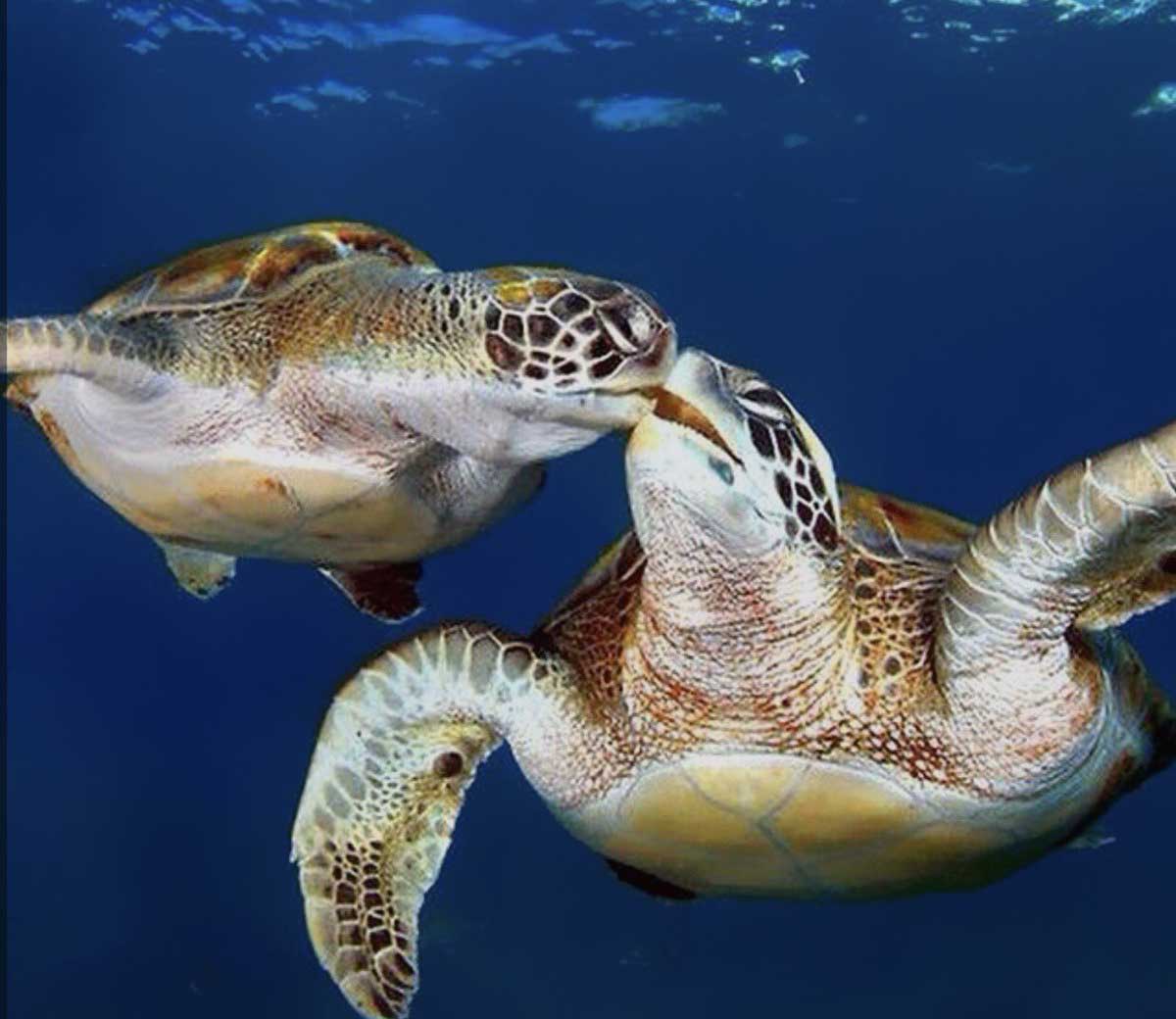 caretta caretta 9